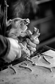 Varkensvermeerderingsbedrijf