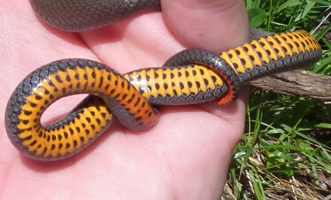 Prairie Ring-necked Snake