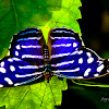 Mariposa Azul Real