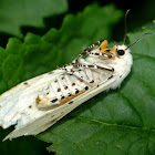 Salt marsh moth (female)