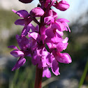 Orchis morio