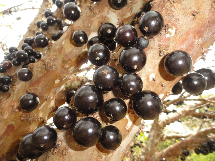 Brazilian grape Tree - Jabuticaba (Part 2)