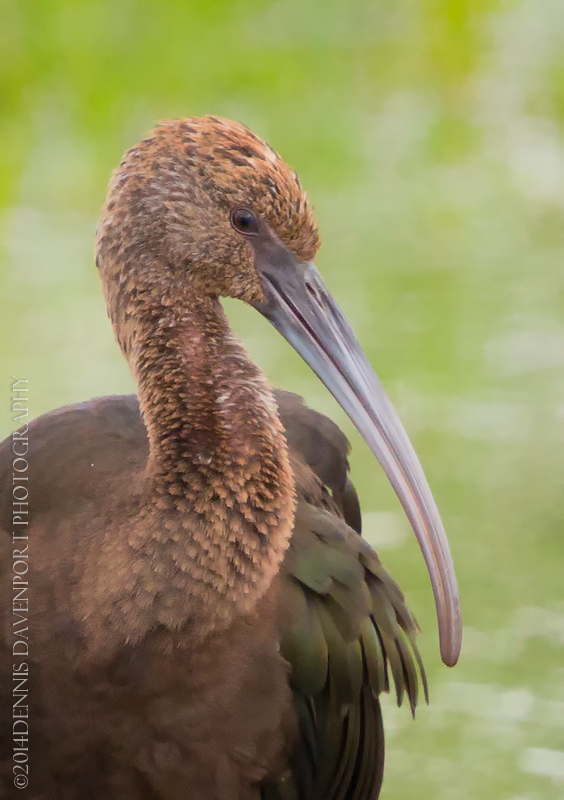 White-faced Ibis