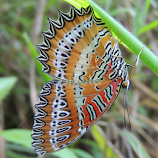 Red Lacewing ! by Rachit Singh -  