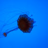 Compass Jelly