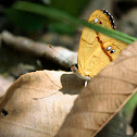 Little Banner Butterfly