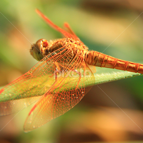 capung by Rizal Debby - Animals Insects & Spiders