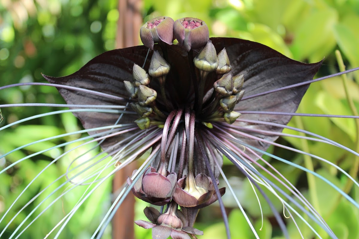 Black Bat Flower | Project Noah