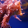 Sargassum Fish