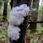 Woolly Alder Aphid