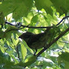 Rose-Breasted Grosbeak (Female)