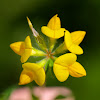 Bird's Foot Trefoil