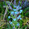 Chinese Hound's Tongue or Chinese Forget-me-not