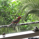 Crimson Rosella (race elegans)