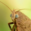 Garrha Moth