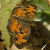 Pearl Crescent Butterfly