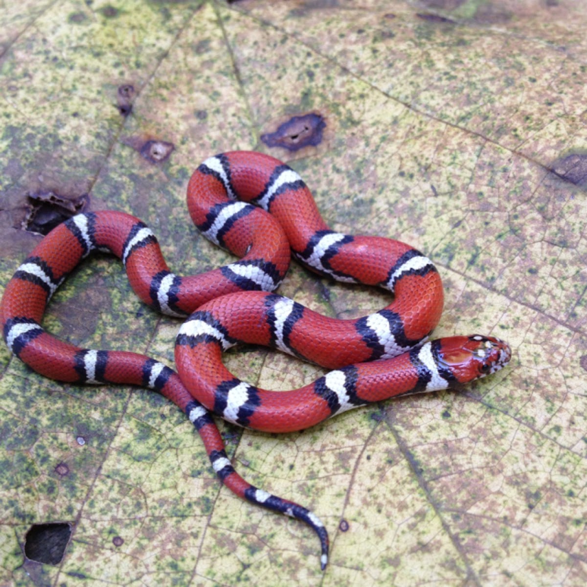 Red milk snake