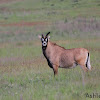 Roan Antelope