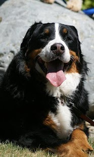 Bernese Mountain Dogs Wallpap Screenshots 7