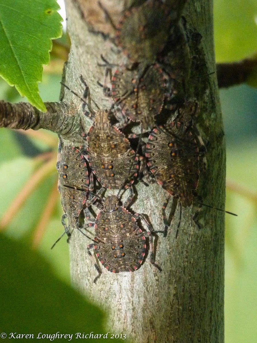 Stinkbug nymphs