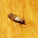 Palomilla bandeada / Indianmeal moth