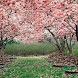 Springtime live wallpaper icon