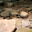 Crab spider