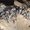 Goose barnacles