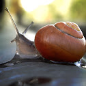 unknown snail