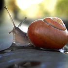 unknown snail