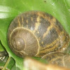 Caracol