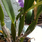 Cattleya hybrid orchid