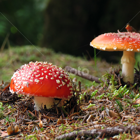 Red Mushrooms by Virgílio Nóbrega - Nature Up Close Mushrooms & Fungi