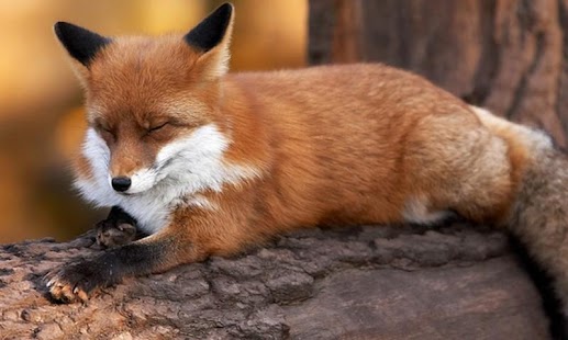 How to install Fox HD LWP Lite 1.0 mod apk for android