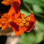 Mexican Butterflyweed