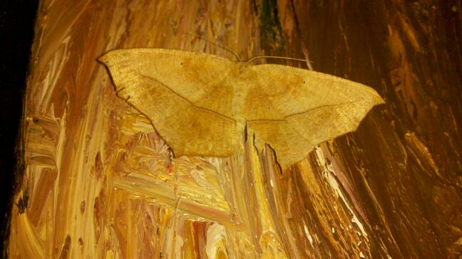 Pale Beauty Moth