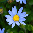 Blue Marguerite (μπλε μαργαρίτες)