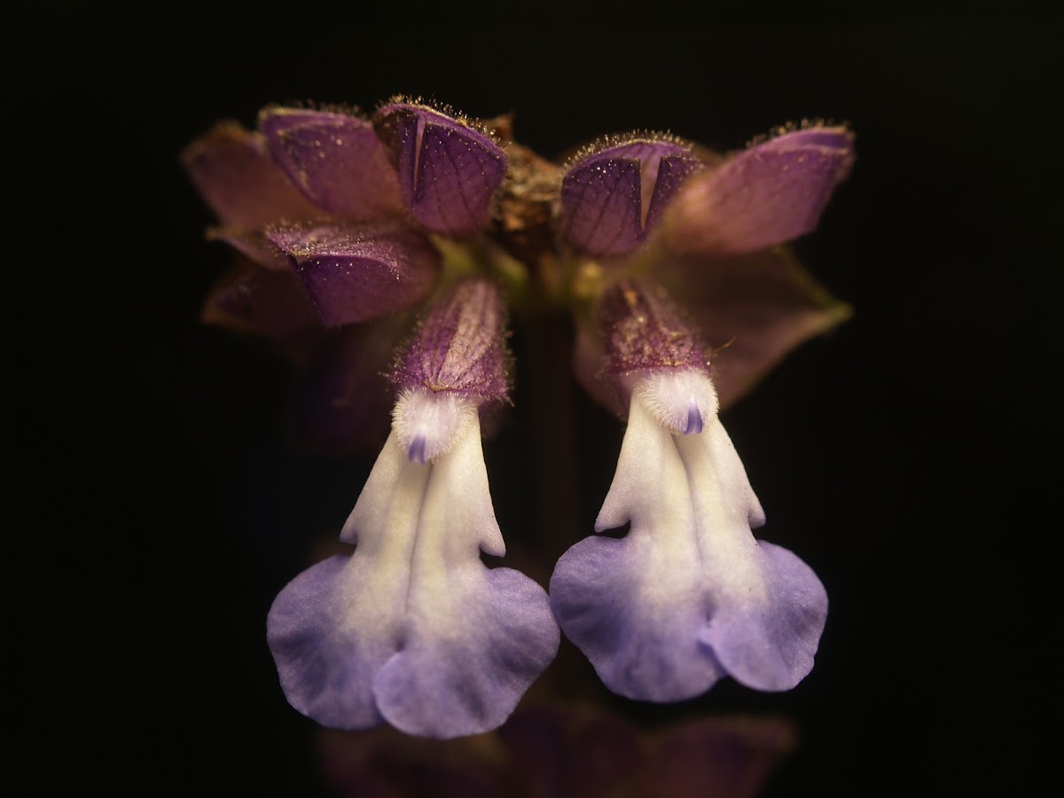 Salvia labios azules