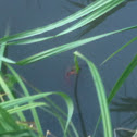 Red Swamp Crayfish/Crawfish - gambero 'killer'