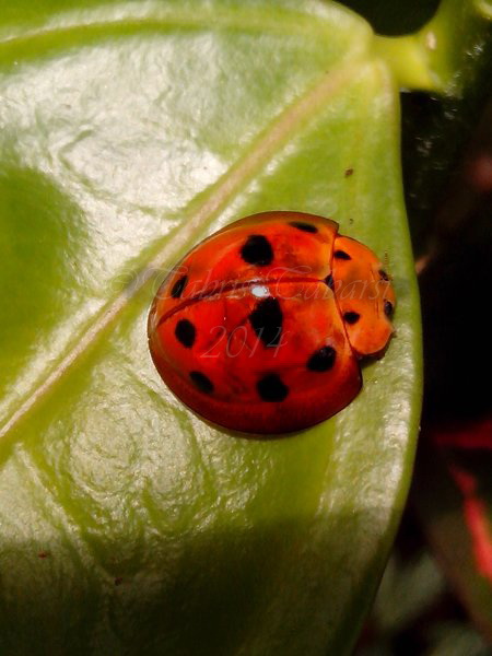 10 spot ladybug