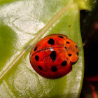 10 spot ladybug