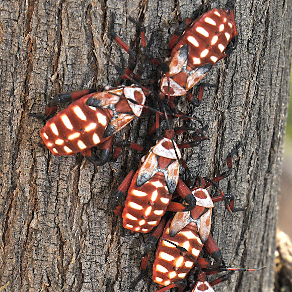 Mesquite Giant Beetle Project Noah