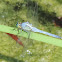 Eastern Pondhawk Dragonfly (male)