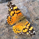 American painted lady