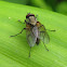 Root-Maggot Fly - male