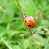Mariquita de siete puntos. Seven-spot ladybird