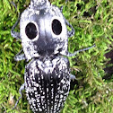 Eyed click beetle