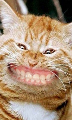 Cat Smiling Huge Live WP