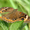 Common buckeye