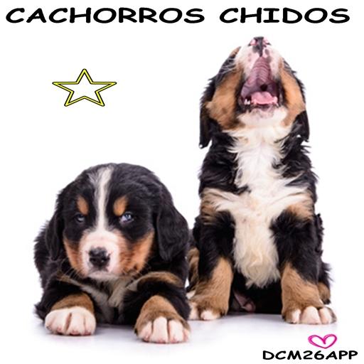 CACHORROS-PERROS-PUPPIES 娛樂 App LOGO-APP開箱王